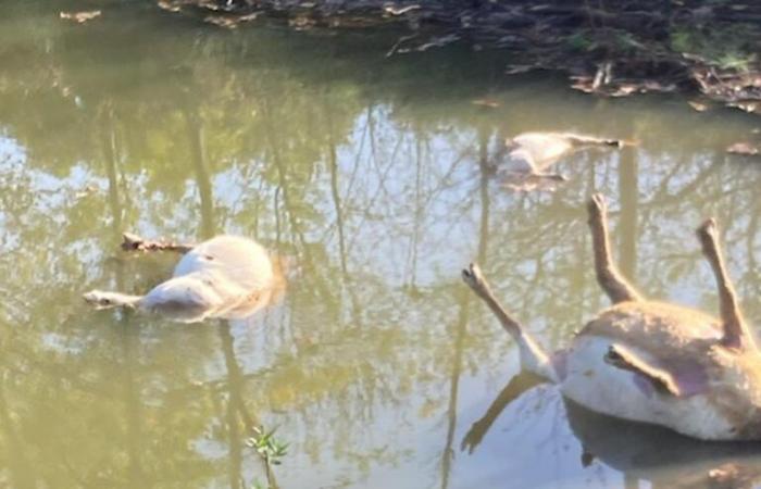 Seis nuevas ovejas muertas en Gironda, sospecha el lobo.