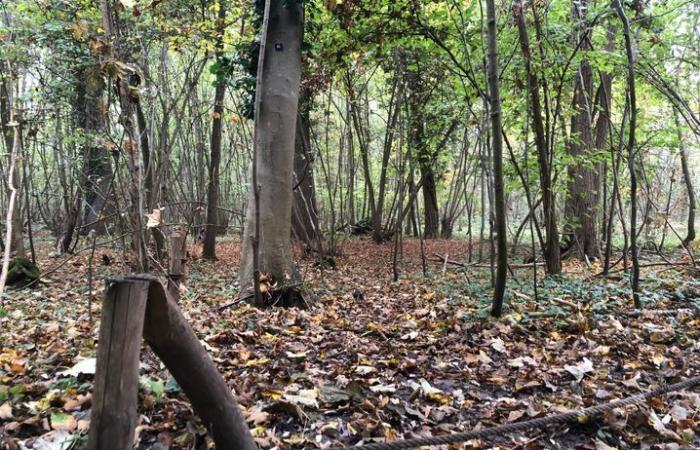 “Gracias a los muertos salvamos los árboles”… Fuimos a un “bosque santuario” en Alsacia