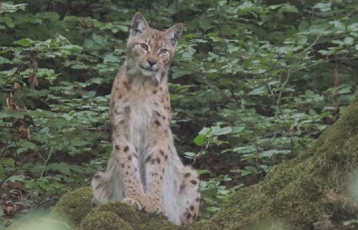 Celebración del 50 aniversario del Lince