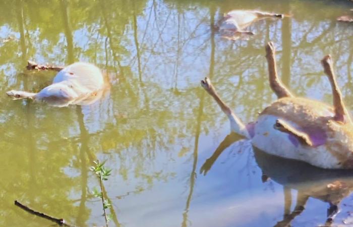 “Para mí es un nuevo ataque del lobo”. Tres ovejas y tres cabras fueron encontradas muertas en Gironda