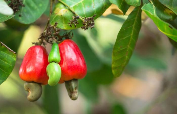 Senegal: los procesadores de anacardos piden ayuda al Estado