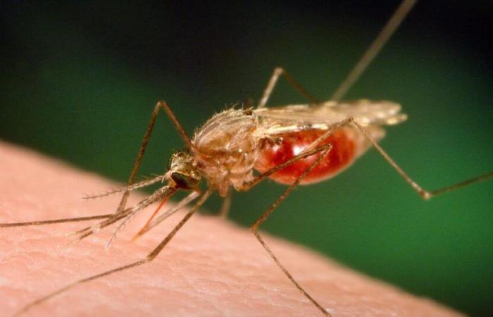 La victoria de Egipto en su larga batalla contra la malaria – rts.ch