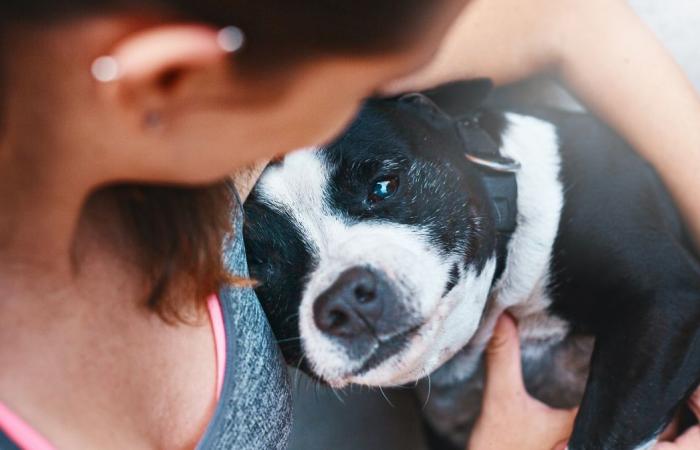 DATO DEL DÍA ¿Cómo llorar la pérdida de tu mascota?