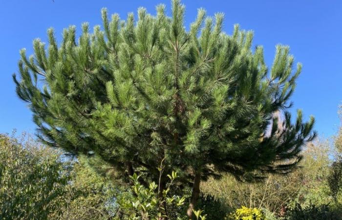 La Folêterie, un jardín extraordinario en Orne esculpido con amor desde hace 30 años