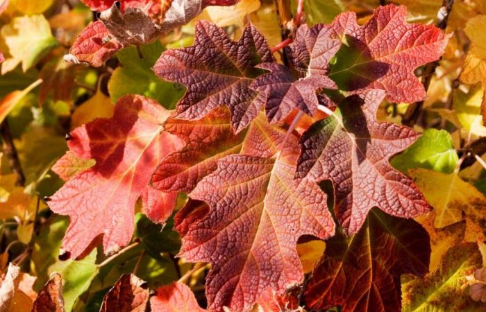 ¿Por qué las hojas de otoño son amarillas y rojas?