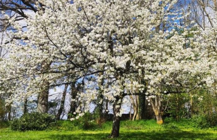 ¡No a la creación de un parque fotovoltaico en Sébécourt! ¡Sí a preservar nuestro entorno natural!