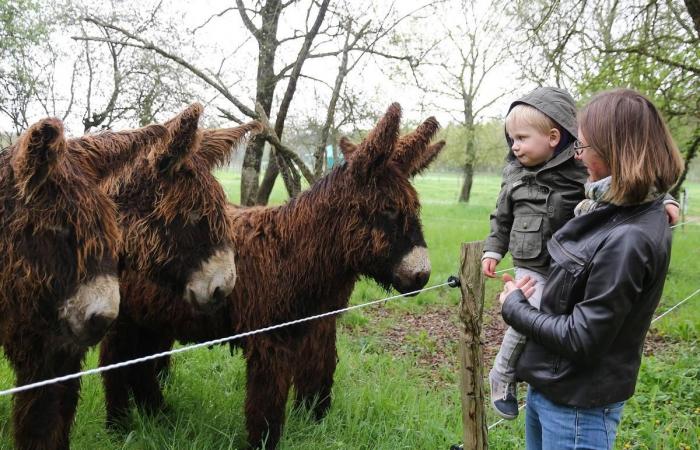 nuestras ideas para salidas familiares en Charente-Maritime