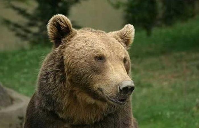 NARRATIVO. Muerte del oso Canela asesinado por un cazador: “Era ella o yo”… 20 años después, una tragedia que aún persigue a los Pirineos