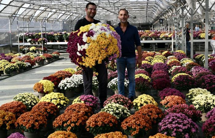 “Quizás algún día ofrezcamos crisantemos como ofrecemos otras plantas”