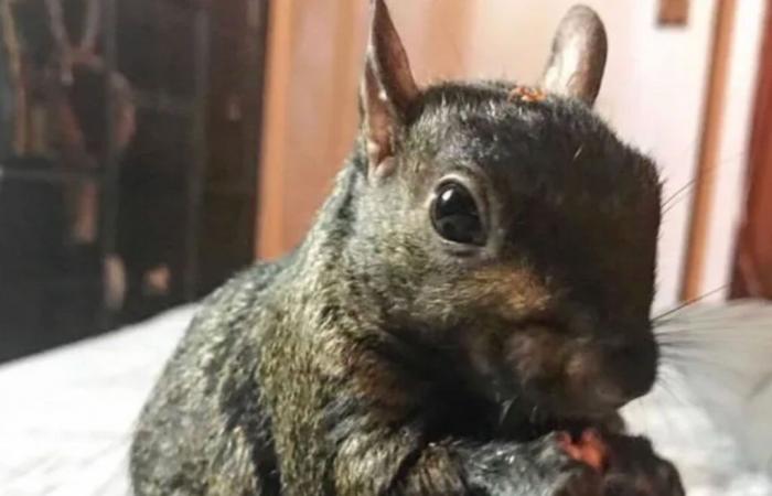 La estrella de las redes sociales Peanut the Squirrel incautada por las autoridades de Nueva York