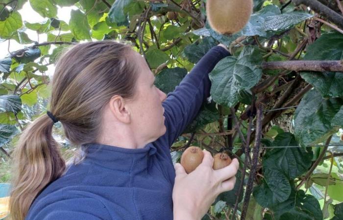 Cerca de Toulouse, la recolección de kiwis es un gran éxito entre los particulares que buscan precios atractivos