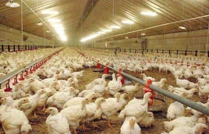 Los precios máximos al productor para pollos vivos de 3,5 dinares/kg incluyen las ventas a nivel de ganadero