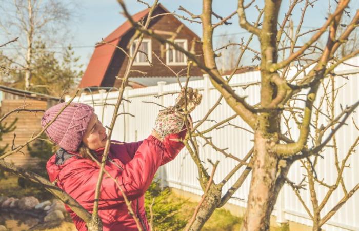 En noviembre hay fechas importantes que recordar en el jardín para que aguante las primeras heladas