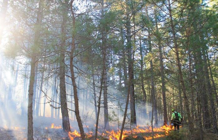 Los científicos hacen sonar la alarma sobre el estado de los bosques terrestres