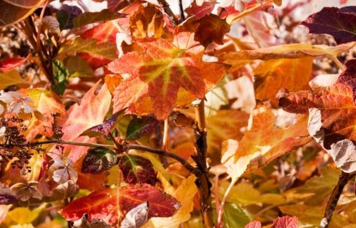 ¿Por qué las hojas de otoño son amarillas y rojas?