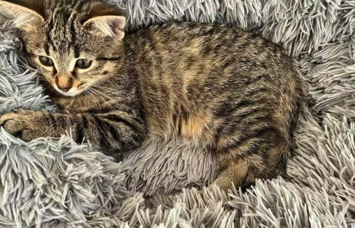 Vevey (VD): un gatito se coló en un coche de Mobility