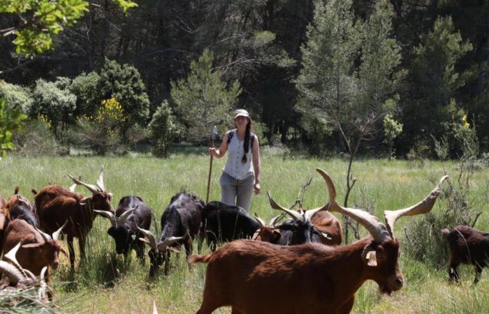 En Aureille, las cabras vencen a los incendios