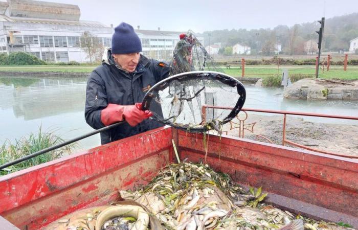 Contaminación del canal de Loing: el prefecto ordena vaciar el agua que es mortal para los peces