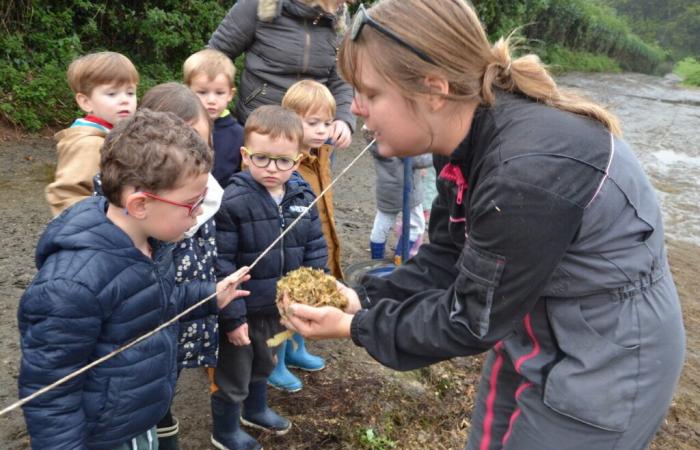 Gracias a la sustitución de Finistère, los niños visitan una granja