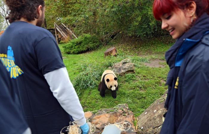 en la intimidad del zoológico de Beauval con los pandas