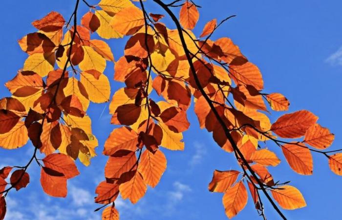 Calor en el Sur, claros en la mitad Norte… ¿Qué tiempo nos espera para este fin de semana de Todos los Santos?