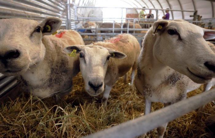 Ganadería: Tarn-et-Garonne afectada por una nueva variante de la lengua azul, toda Occitania colocada en una zona regulada