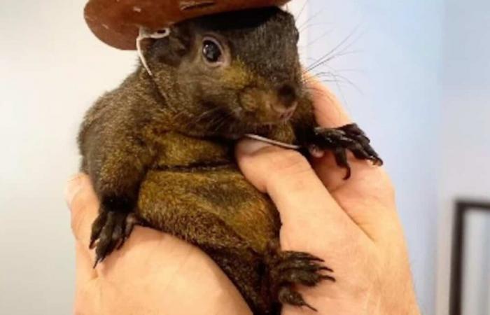 Estrella de Instagram con 500.000 suscriptores, “Peanut the squirrel” ya no existe