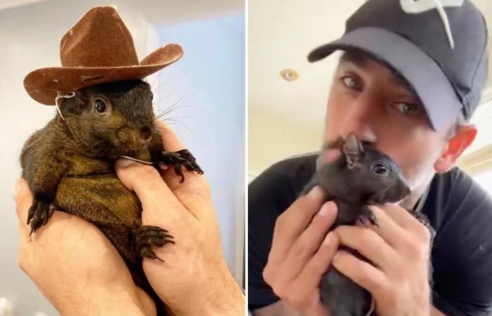 Peanut the Squirrel, querida mascota y sensación de Internet, ejecutada por el estado de Nueva York