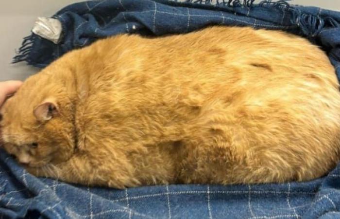 Muere Crumbs, el gato más gordo del mundo en un centro de adelgazamiento