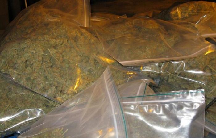 Yvelines: el vendedor de cannabis acababa de salir de prisión