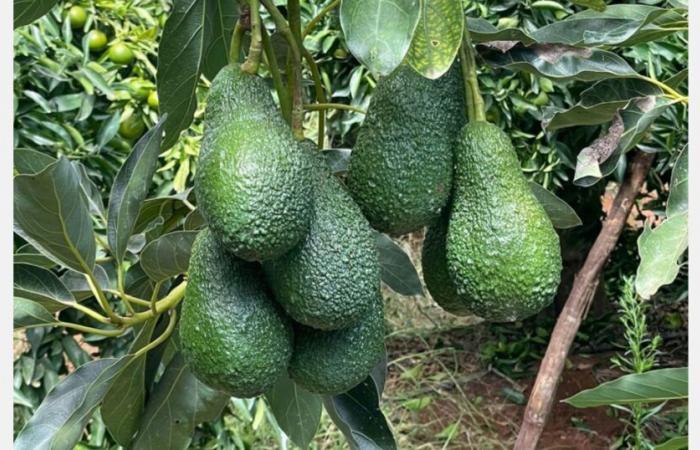 “La determinación de los clientes de bajar los precios de los aguacates marroquíes es evidente”