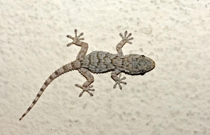 Los geckos, estos reptiles que viven en los países cálidos del Mediterráneo, están cada vez más presentes en Indre-et-Loire