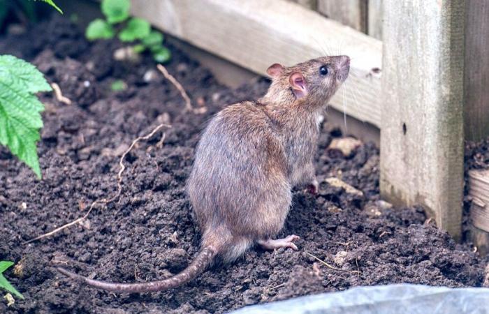 Vecinos de esta localidad temen una invasión de ratas