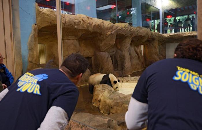 en la intimidad del zoológico de Beauval con los pandas