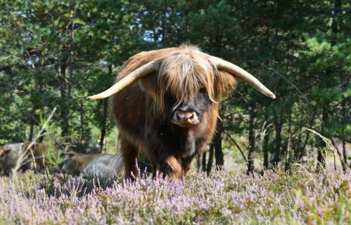 Ideas de salidas en Cantal: nuestra selección del 1 al 3 de noviembre