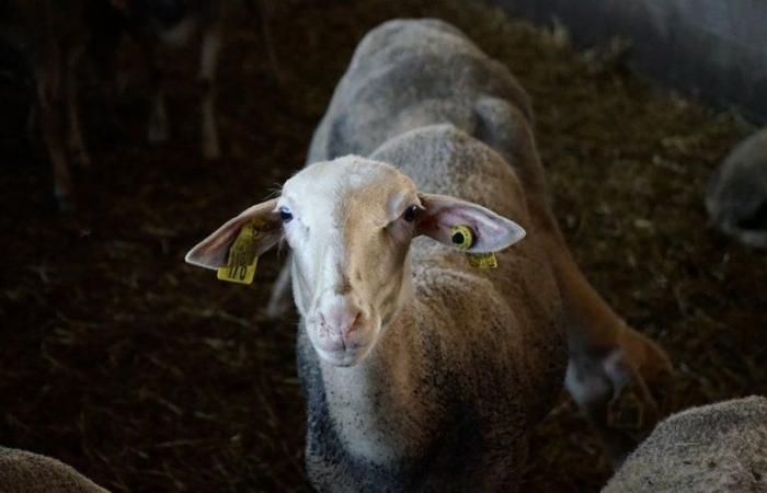 Aveyron entra en una zona regulada de lengua azul, ¿qué significa esto?