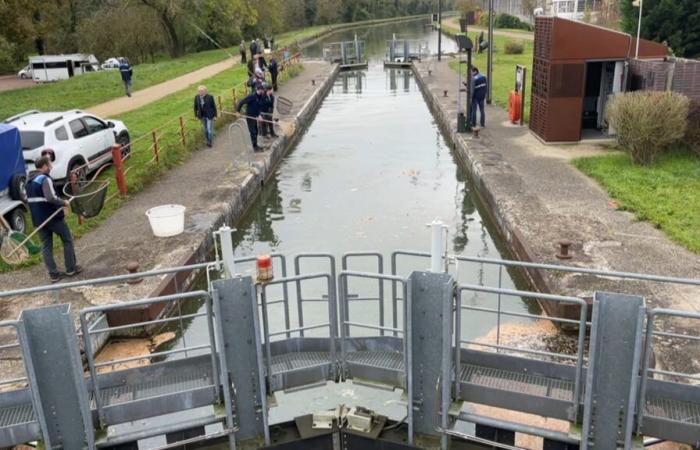 Se pescan tres toneladas de peces muertos en el Loing y se ordena vaciar el canal