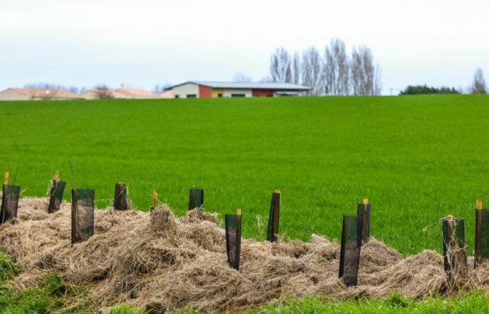 La preocupación por la reducción de los créditos para la plantación de setos.