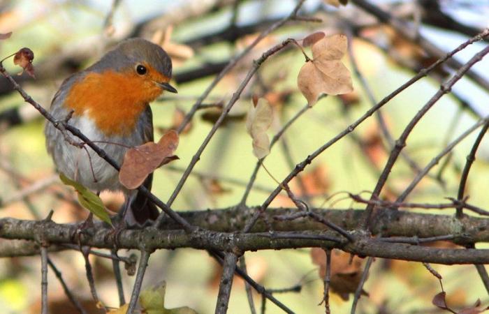 Lapenne. Encuentro en torno a las aves de Ariège