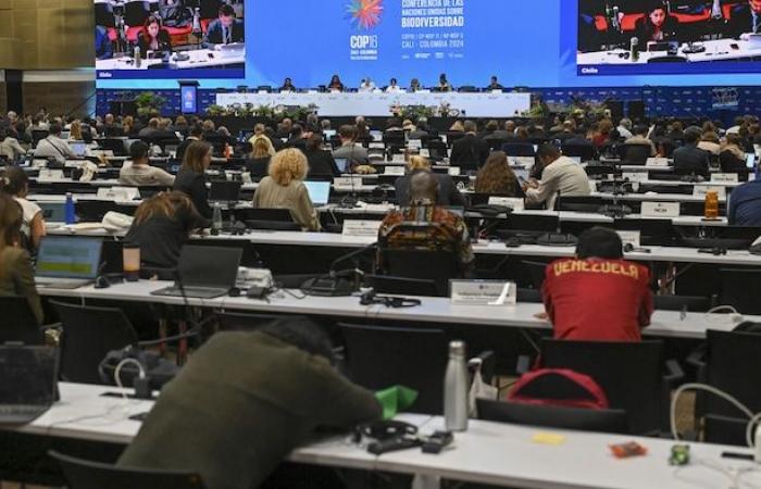 Pueblos indígenas y afrodescendientes declaran victoria en COP16 | COP16 sobre biodiversidad