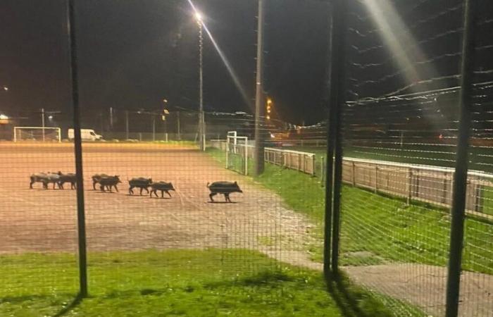 VÍDEO – Alta Saboya: jabalíes aran un campo de fútbol en Saint-Pierre-en-Faucigny