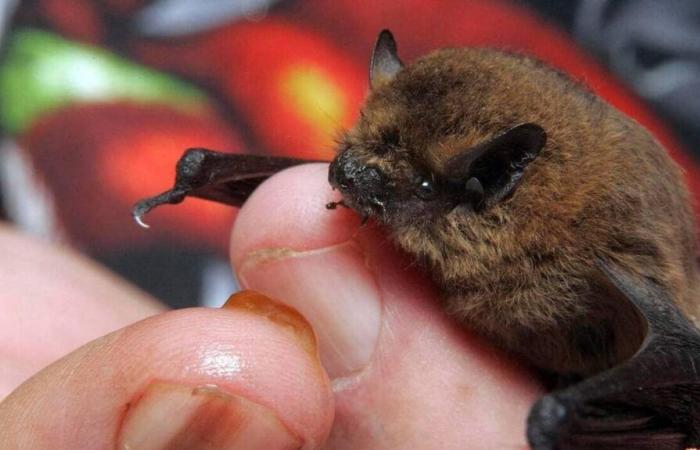 Murciélagos, pájaros… La LPO busca voluntarios para el servicio cívico en Maine y Loira