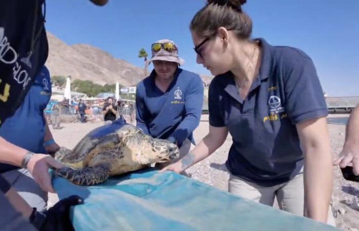 Conservacionistas liberan tortugas carey en peligro de extinción en el Mar Rojo