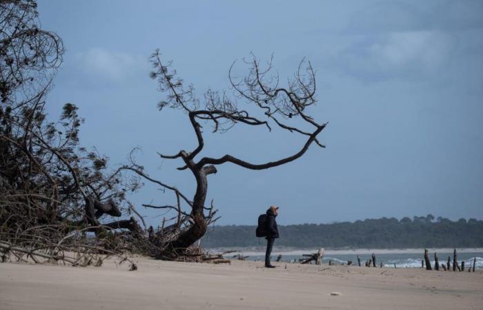 por qué el retroceso de la costa no se detendrá