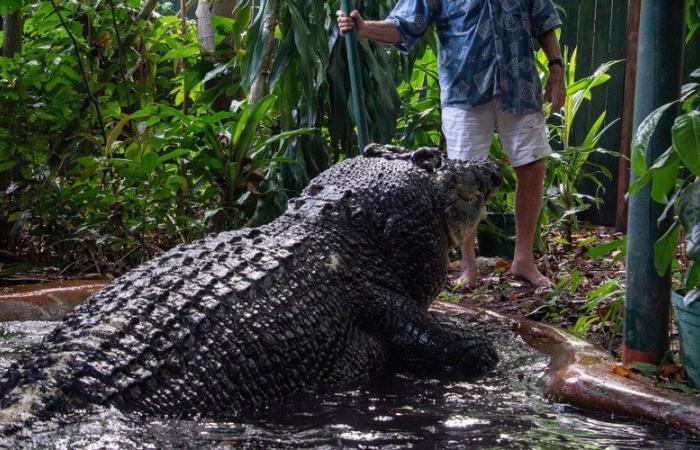 Medía 5m48 y pesaba 1 tonelada: Cassius, el cocodrilo cautivo más grande del mundo, está muerto