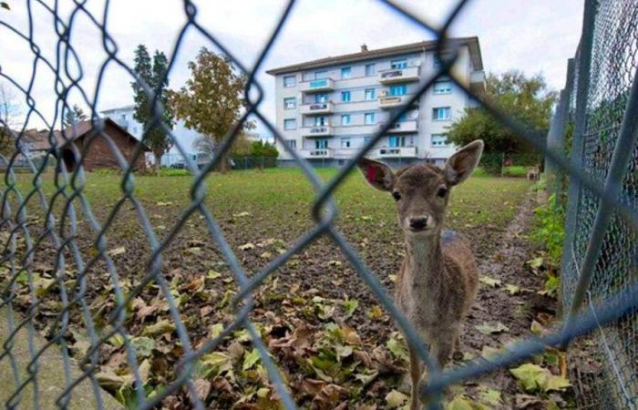 Muerte de dos cervatillos en el parque Payerne: el público llamó al orden