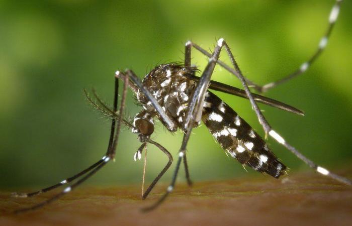 Mosquitos tigre: ¿por qué siguen siendo tan numerosos?