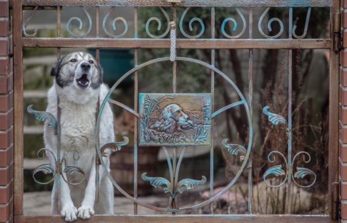 Puy-de-Dôme: mata al perro de su vecino por un motivo completamente alucinatorio