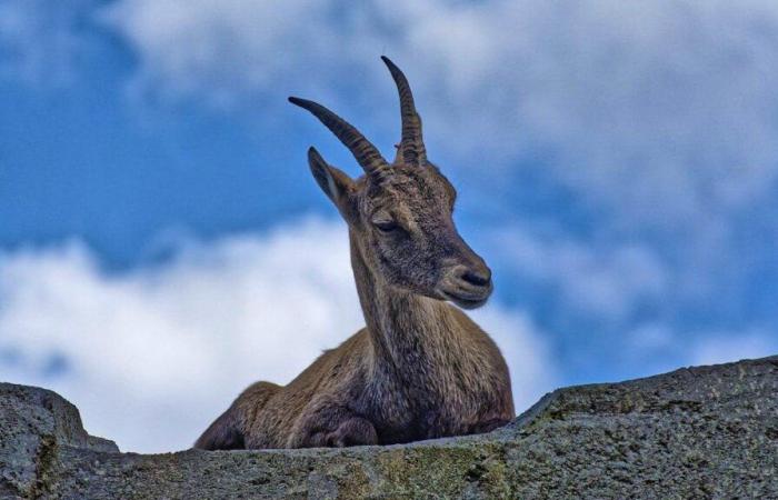 Los cazadores de Grisones deben matar más cabras montesas