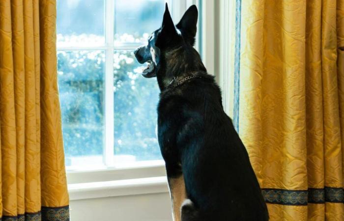 Perros, gatos… Las mascotas, omnipresentes en las campañas electorales